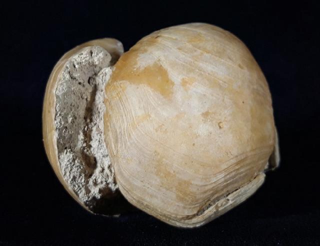 Terebratula ampulla (BROCCHI 1814) - Bild © FossNet FossilienStore